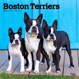 Boston Terriers | 2026 12 x 24 Inch (Hanging) Monthly Square Wall Calendar | Plastic-Free | BrownTrout | Animals Dog Breeds