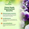 Outsidepride Purple & White Bicolor Beaconsfield Viola Pansy Seeds for