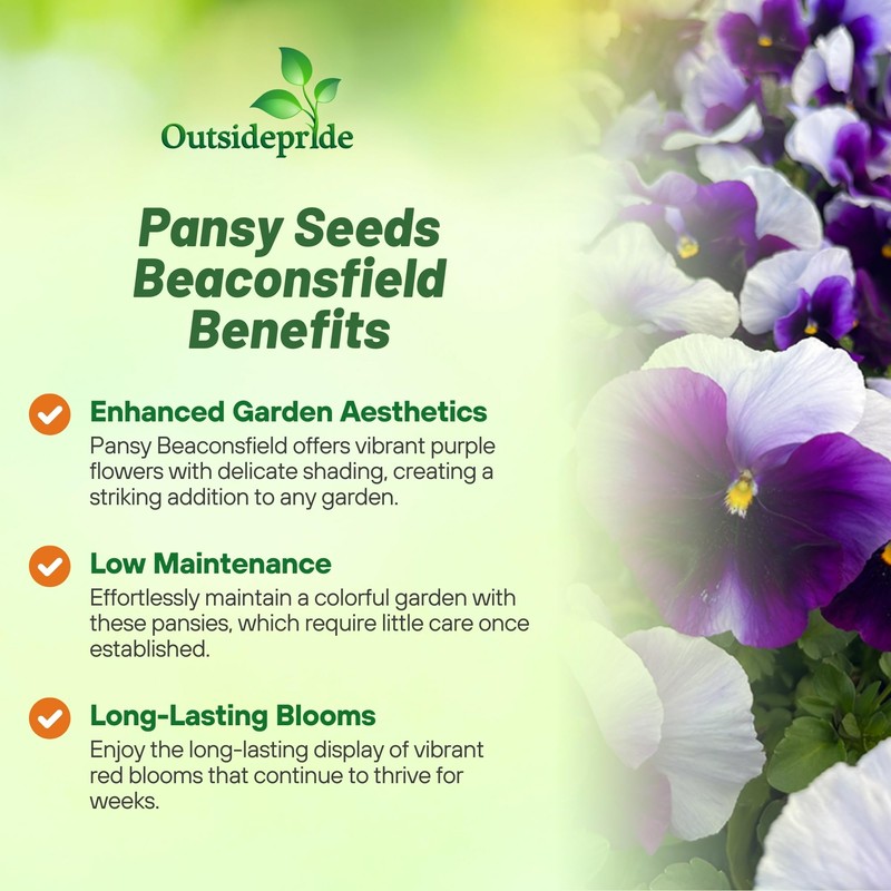 Outsidepride Purple & White Bicolor Beaconsfield Viola Pansy Seeds for