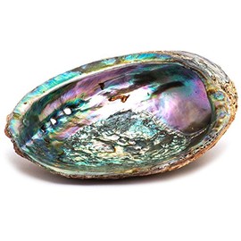 Shamans Market Abalone Shell Regular