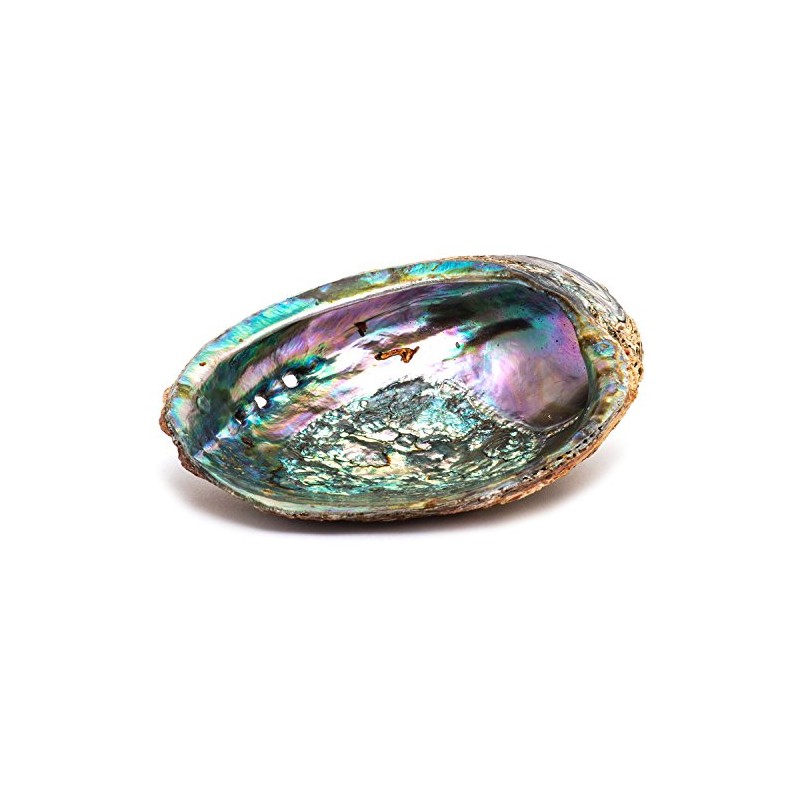 Shamans Market Abalone Shell Regular