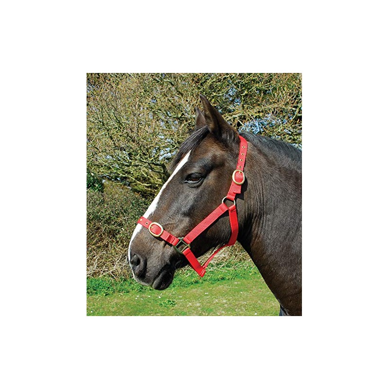 Rhinegold Nylon Headcollar - Shetland - Red