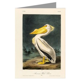 Twelve Assorted Notecards Of John James Audubon Celebrated Illustrations Of Audubon's Birds Of North America Featuring Series II