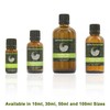 Aniseed 100% Pure Essential Aromatherapy Oil 30ml