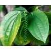 Buy Rare Seeds Piper nigrum | Black Pepper Corn |