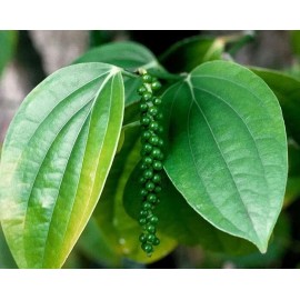 Buy Rare Seeds Piper nigrum | Black Pepper Corn | 20_Seeds
