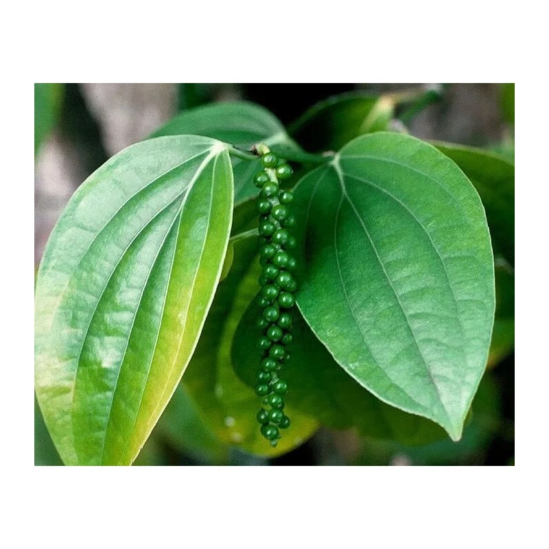 Buy Rare Seeds Piper nigrum | Black Pepper Corn |