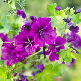 Outsidepride Hollyhock Mauritiana Flower Seed - 1000 Seeds