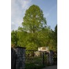 The Jonsteen Company Dawn Redwood | Small Tree Seedling |