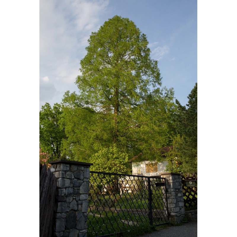 The Jonsteen Company Dawn Redwood | Small Tree Seedling |