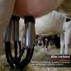Ordeñadoras Vacas Con Gancho, Grupo De De Leche Para Bomba