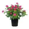 Live Plant from Green Promise Farms Flower Carpet Roses ROSA