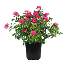 Live Plant from Green Promise Farms Flower Carpet Roses ROSA `FLOWER CARPET PINK` Pink Flower Shrub #2 Size Container Pink