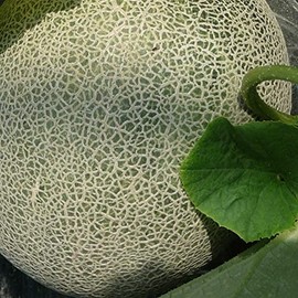 Melon Seeds - Ichiba Kouji - Hybrid - 1 Oz ~2800 Seeds - Non-GMO, F1 Hybrid - Asian Garden Fruit