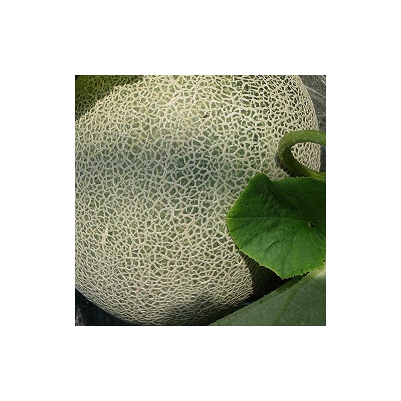 Melon Seeds - Ichiba Kouji - Hybrid - 1 Oz