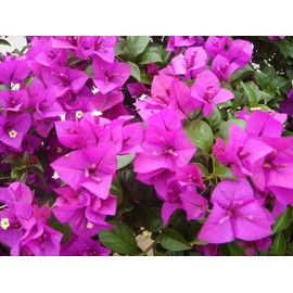 Purple Bougainvillea Live Plant- In 4" Pot