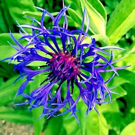 20 Seeds - Mountain Blue Cornflower Seeds | Perennial Centaurea Montana Cold Hardy Plant