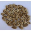Fresh Bitter Melon 50 Seeds Package Fresh Harvested US Seller