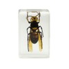 Celestron 3D Bug Specimen Kit #2