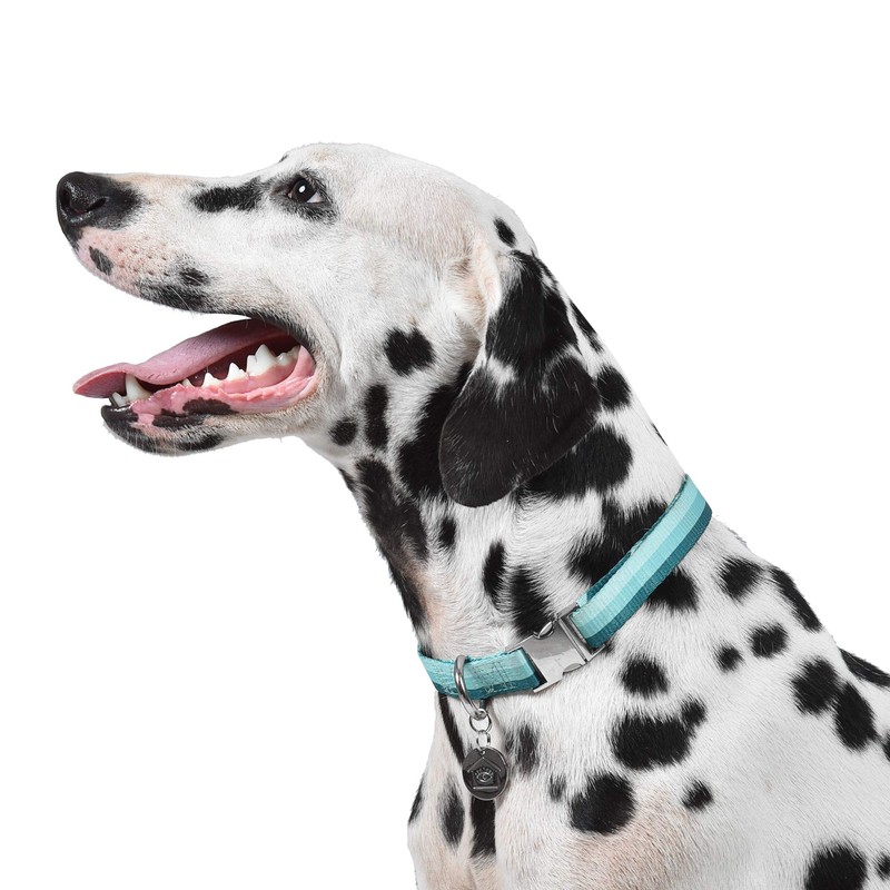 "Now House for Pets by Jonathan Adler Green ""Chromatic"" Collar