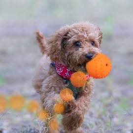 LaRoo Dog Squeaky Ball Sound Toys,Durable Rubber Interactive Fetch Chew Toys,Outdoor Dog Football for Large and Small Dogs