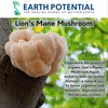 Premium Organic Lion's Mane Mushroom Tincture - Boost Cognitive Function