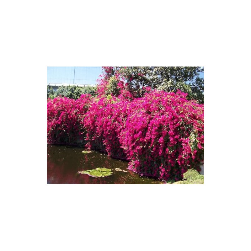 Barbara Karst Bougainvillea Live Plant 5” Tall in A 2.5”