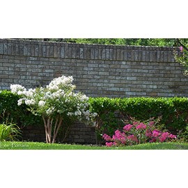 Acoma Crepe Myrtle Trees - White Blooms - Quart Containers - FIBROUS Root System - Grown by Crape Myrtle Guy - Live Plants - 1 Foot Tall (12)