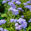 Ageratum Seeds - Dondo Blue - Packet - Blue Flower