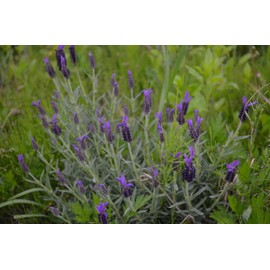 Sasayama Soap Lavender (1 piece) a06