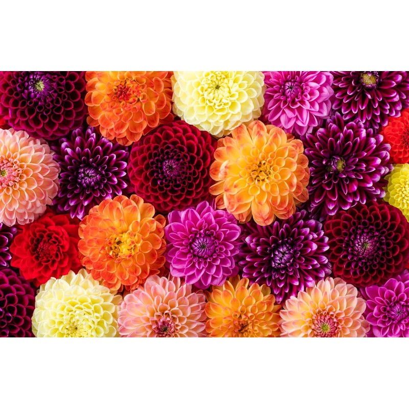 Grand Prix Dahlia - 5 Gallon Size Bare Root Tuber