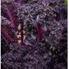 Scarlet Red Kale Seeds for Planting – Plant & Grow