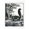 Half a Donkey Retro Style Hand Drawn Squirrel in the