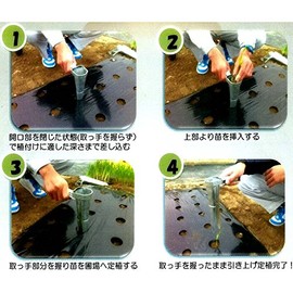 Hand Transplant Charger Ball Leek Spine also has a hole in without Multi 定植 nitten Thalia Seeds