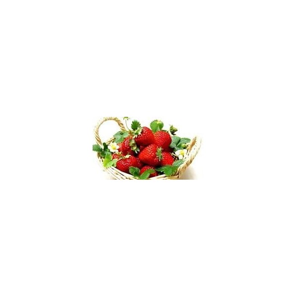 Everbearing Ozark Beauty Strawberry Plants 20 Bare Root Plants - TOP PRODUCER