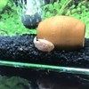 GreenWaterFarm Triops Red Longicaudatus Eggs for Hatching and Culture Suitable