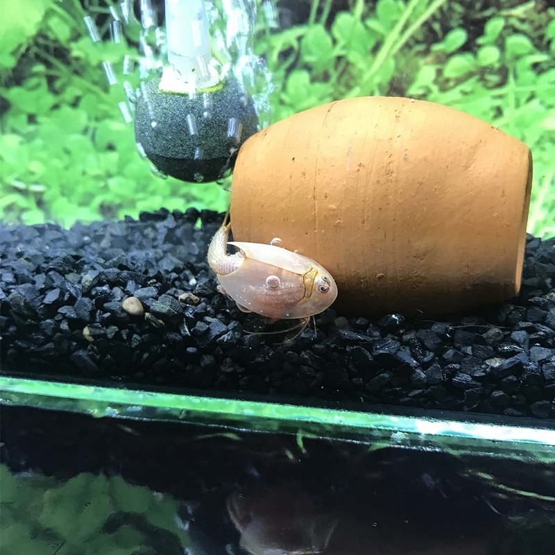 GreenWaterFarm Triops Red Longicaudatus Eggs for Hatching and Culture Suitable