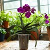 Clear Plastic Orchid Pot – 4" or 5" Diameter Air