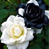ZEshops 20pcs Rare Black & White Rose Seeds Non GMO