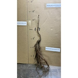 live plant Aesculus pavia (Scarlet buckeye) 1-2 year old plant, 4-8 inches tall