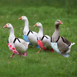 DoubleFill 6 Pcs Washable Chicken Diapers Reusable Pet Diaper with Bow Tie for Pet Ducks Hens Goose Clothes Poultry Nappies Waterproof Adjustable for Hen Rooster Chicken(Classic,L)