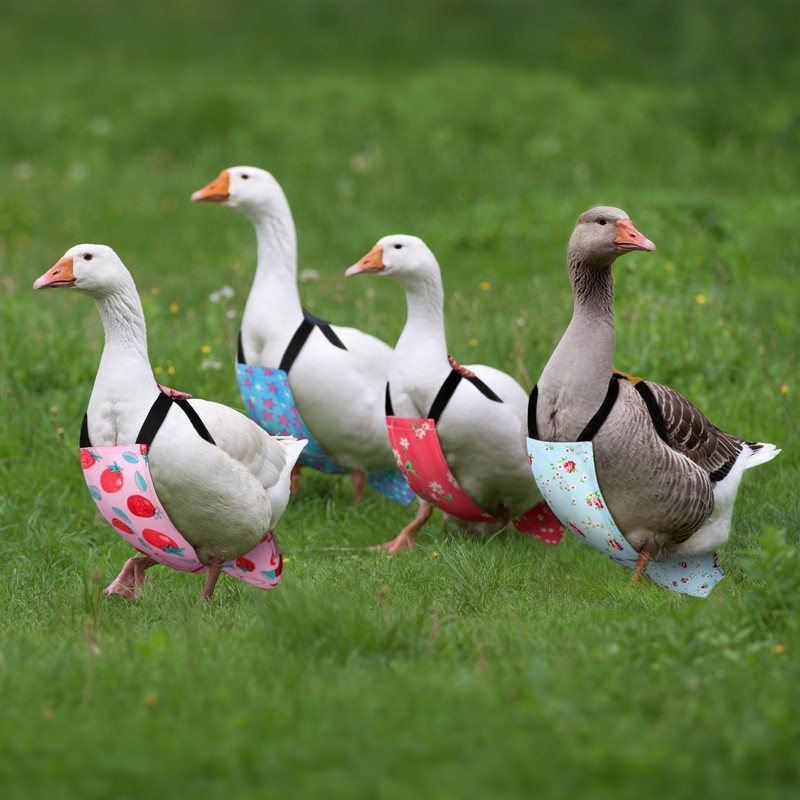 DoubleFill 6 Pcs Washable Chicken Diapers Reusable Pet Diaper with