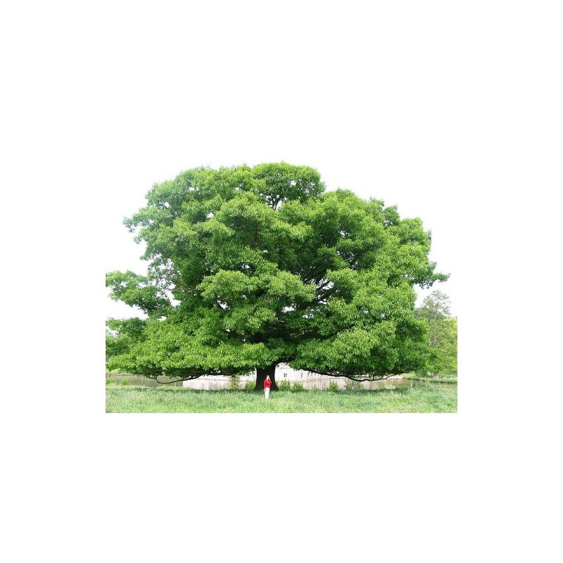 5 Northern RED Oak Tree (aka Champion, Common, Eastern, Mountain,