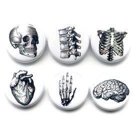 Set of 6 Anatomy Magnets 1 Inch Brain Skull Anatomy Hand Anatomical Heart Vertebrae Human Body Geekery Skeleton Stocking Stuffer Party Favor med Student Gift