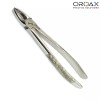 OROAX Fig 1 Upper Centrais & Canines Surgical Dentistry Tooth