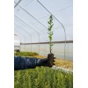 The Jonsteen Company Cork Oak | Medium Tree Seedling |