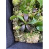 Carnivero Nepenthes Vetchii Kelabit Highlands x S.O.M. x L.V.B.