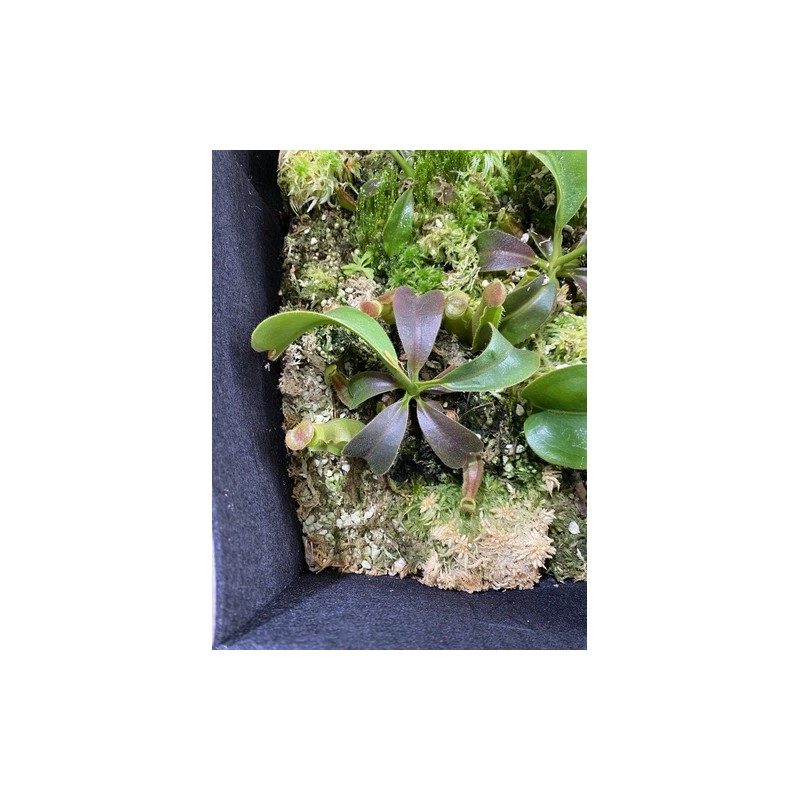 Carnivero Nepenthes Vetchii Kelabit Highlands x S.O.M. x L.V.B.