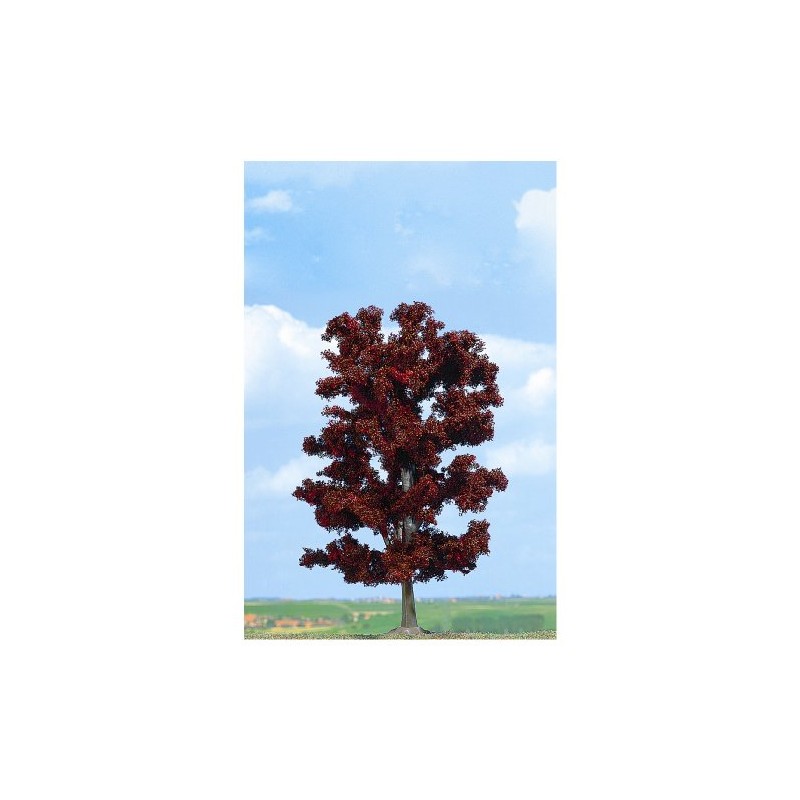 Copper Beech Tree 180mm