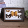 Butterfly Specimen Craft Frame, Real Framed Butterfly, Butterfly Specimen Display